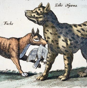 Matthäus Merian (b1593) - hand coloured folio: Wolf, Fox,