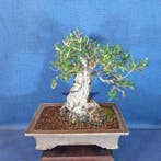 Olijf bonsai (Olea europaea) - Hoogte (boom): 30 cm - Diepte