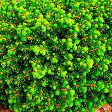 Sparren Tuincollectie – 3 Planten Coniferen, Verzenden, Conifeer, Struik