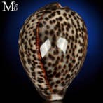 Verzamelbare Cypraea-schelp - Speciale kleur Prachtige, Verzamelen, Nieuw