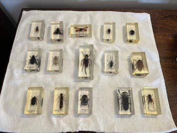 Themacollectie - Insectenverzameling in transparante hars