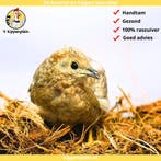 Chinese Dwergkwartels te Koop - Jonge hennen - Veel keus, Dieren en Toebehoren, Meerdere dieren, Overige soorten