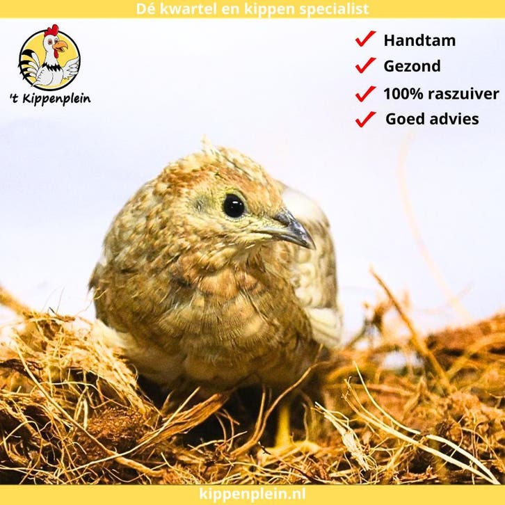 Chinese Dwergkwartels te Koop - Jonge hennen - Veel keus, Dieren en Toebehoren, Pluimvee, Overige soorten, Meerdere dieren