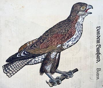 Conrad Gesner - First German Issue - Merlin, Falcon, Buzzard