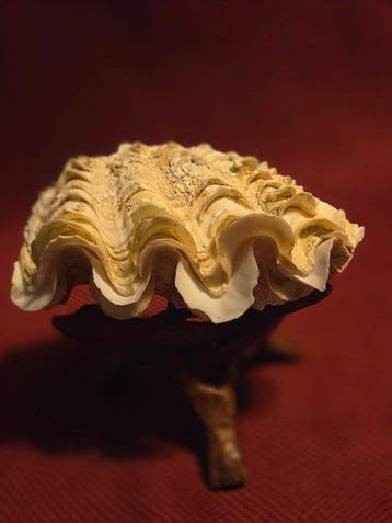 Tweekleppige Schelpdier - S-467 TRIDACNA DERASA (Zonder