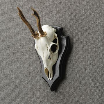 Reebok Schedel Taxidermie Opgezette Dieren By Max, Ophalen of Verzenden, Nieuw, Wild dier, Opgezet dier