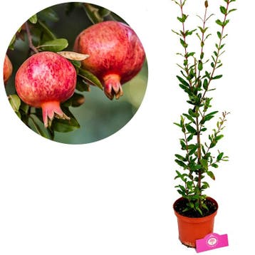 Punica granatum Maia + Pot 17cm, Verzenden, Halfschaduw