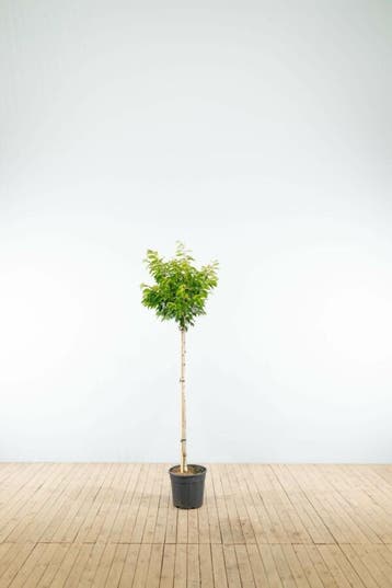 Prunus x subhirtella Autumnalis halfstam 8/10 150cm stam