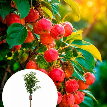 Malus Evereste ® CAC container (P29) roze, Wit, Verzenden