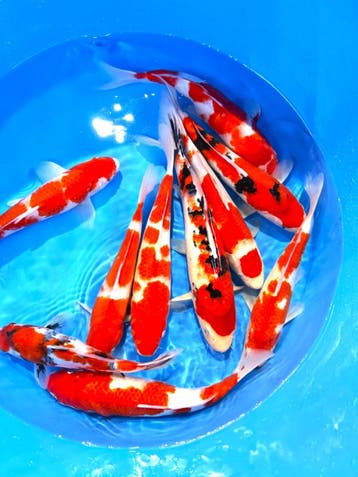Hirasawa Marusei  32-40 cm (Japanse Koi), Dieren en Toebehoren, Vissen | Vijvervissen, Karper of Koi