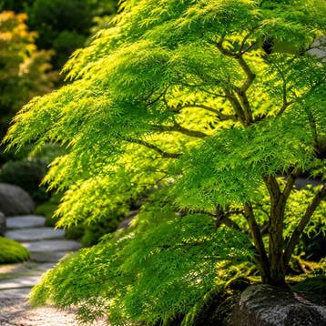 Japanse esdoorn `Emerald Lace` container (P10) Sierplanten, Verzenden, Overige soorten, Struik