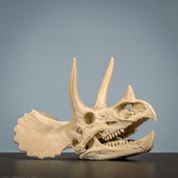 Dinosaurus Schedel van een zoogdier - Triceratops - 200 mm -