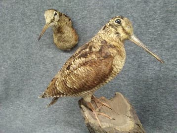 Houtsnip Taxidermie volledige montage - Scolopax rusticola -, Nieuw