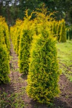 Thuja occidentalis Yellow Ribbon 175-200 CM met kluit, Ophalen, Conifeer, Haag, 100 tot 250 cm