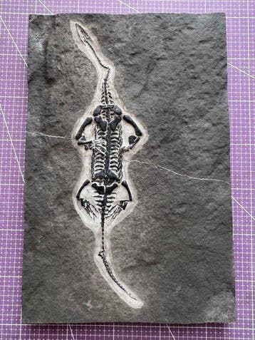 Fossiel reptiel: Keichousaurus – zeldzaam getuigenis uit het