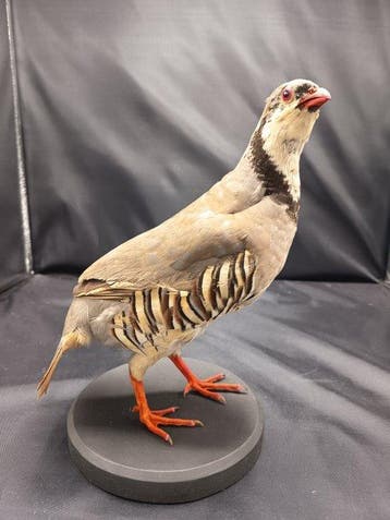 Siciliaanse coturnice ssp. Whitakeri Taxidermie replica, Nieuw