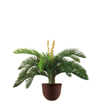 Cycas kunstplant, H70cm, Ophalen of Verzenden, Palm, Minder dan 100 cm