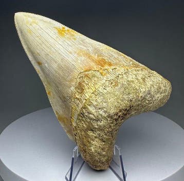 Megalodon - Fossiele tand - 12.5 cm - 8.5 cm