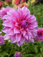 Dahlia Arthur hambley (Roze, Dahlia’s kopen?), Ophalen of Verzenden