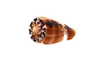 Conus (Pionoconus) barthelemyi - GIANT Donkere Vorm -, Nieuw
