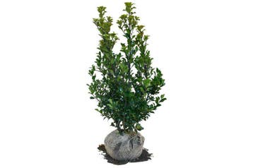Hulst Heckenfee, Hulsthaag, BES-dragende Hulst, Wintergroen, Ophalen of Verzenden, Hulst, Haag