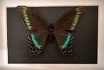 Vlinder Taxidermie volledige montage - Papilio Maackii, Antiek en Kunst, Curiosa en Brocante