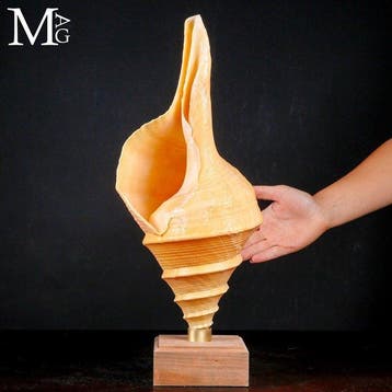 Australische trompetschelp met elegante spiralen, Nieuw