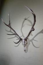 Large Red Stag Trophy Schedel - Cervus elaphus - 80 cm - 120, Nieuw