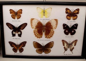 Ingelijste verzameling van 9 vlinders – Aziatische