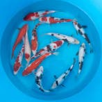 Japanse koi vanaf €22 - Ook met Pinksteren geopend, Karper of Koi