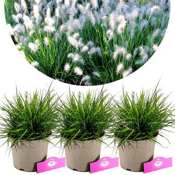 Pennisetum Little Bunny + pot 17cm 3 pcs, Verzenden, Volle zon