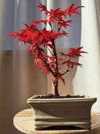 Japanese maple bonsai (Acer palmatum) - Hoogte (boom): 24 cm