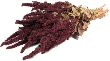 Amaranthus natural Rood Kattenstaart, Ophalen of Verzenden, Nieuw