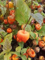 Lampionplant Physalis alkekengi Franchetii P9, Ophalen of Verzenden, Zomer, Vaste plant, Halfschaduw