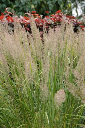 Calamagrostis brachytricha   Diamantgras, Ophalen of Verzenden, Zomer, Vaste plant, Volle zon