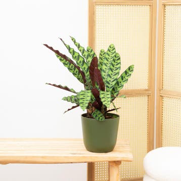 Green Bubble - Calathea Insigne - 30cm - Ø12 cm, Ophalen of Verzenden