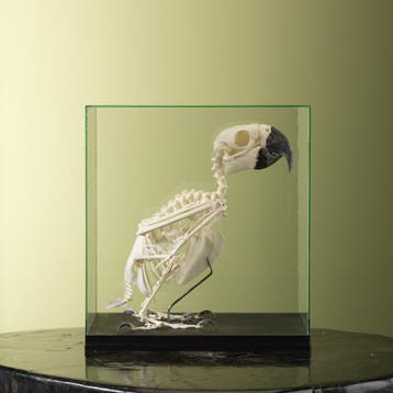Blauw-Gele Ara Skelet Taxidermie Opgezette Dieren By Max, Ophalen of Verzenden, Nieuw, Vogel, Opgezet dier