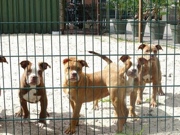 Old English Bulldog pups! | Mogen mee! | Hartelijk Welkom., Dieren en Toebehoren, Honden | Bulldogs, Pinschers en Molossers, Parvo