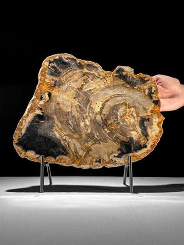 Prachtige snede van versteend hout op een op maat gemaakte