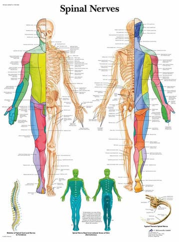 Anatomie poster ruggenmergzenuwen (gelamineerd, 50x67 cm..., Nieuw