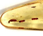 Copal - Barnsteen - Big chunk with many insects , including