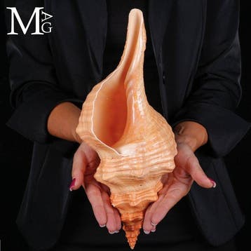 Zeldzame zeeschelp uit Mexico - Florida paardenconch -, Verzamelen