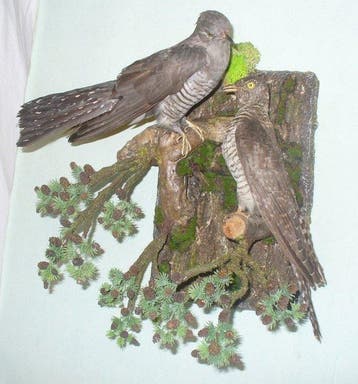 Koekoek Taxidermie volledige montage - Cuculus canorus - 38, Nieuw