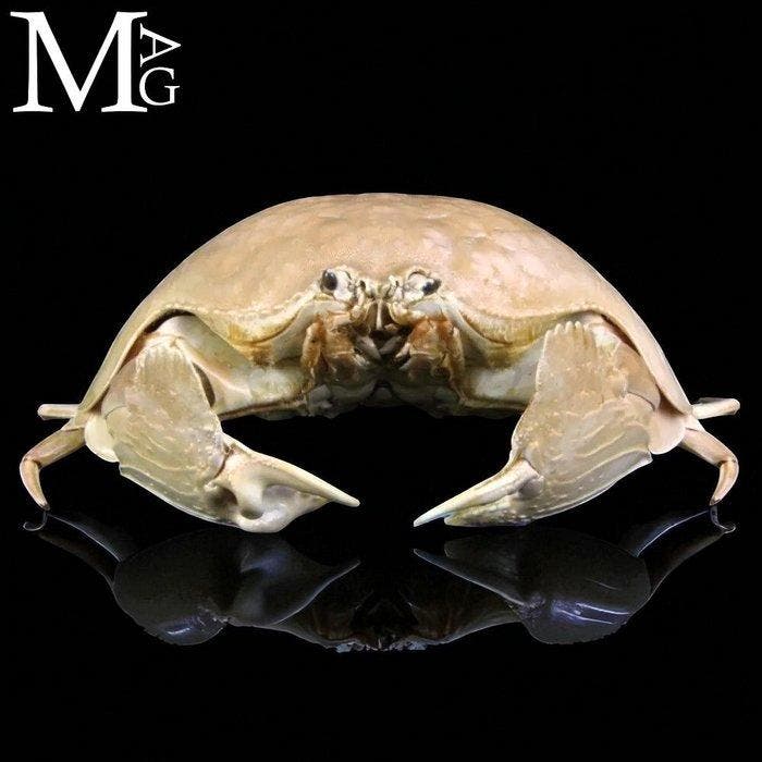 Calappa Calappa uit de Filipijnen – Gedroogde krab voor de, Verzamelen, Dierenverzamelingen