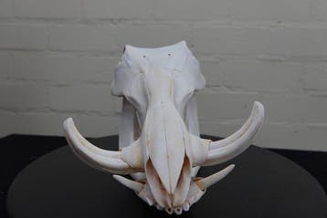 African Warthog Schedel - Phacochoerus africanus - 0 cm - 18, Nieuw