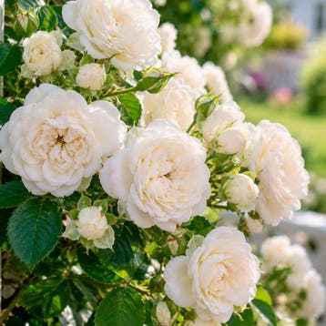 Roos ‘Crystal Fairy’ Sierplanten, Raskleur, Verzenden, Overige soorten, Struik