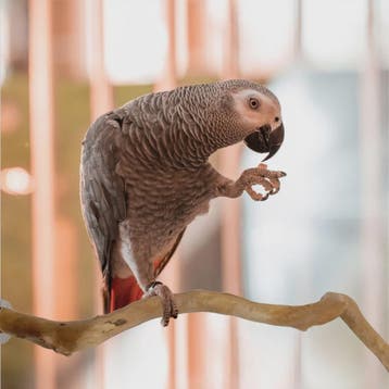 Natuurlijke Vogel Zittak met Klauw slijpfunctie - Ideaal voo