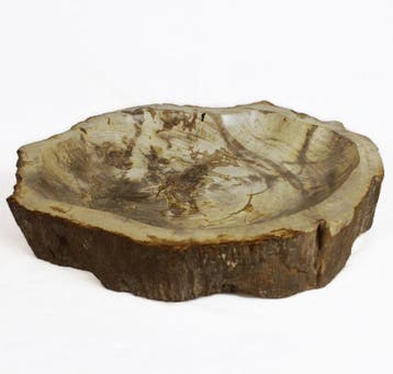 Versteend hout - Gefossiliseerd hout - Dipterocarpus - 6 cm