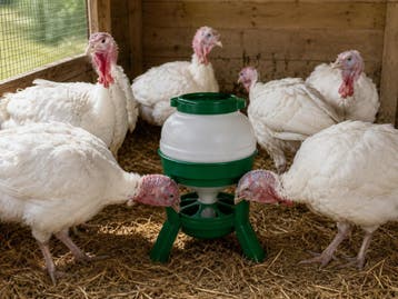 Voersilo 20 L Groen, Ophalen of Verzenden, Nieuw, Drinken en Voederen