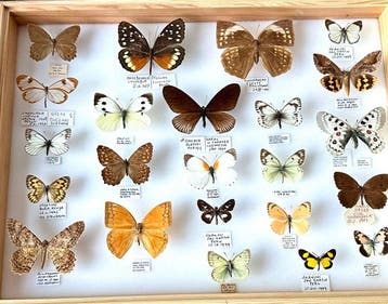 Historische wereldcollect 23 exotische Vlinders 1967-2004, Nieuw
